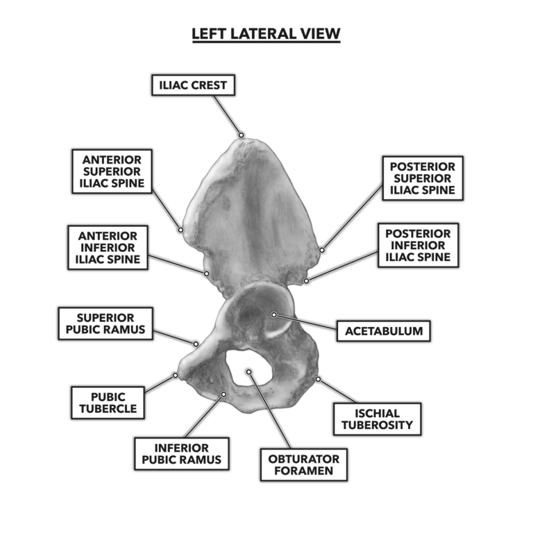Lateral Hip