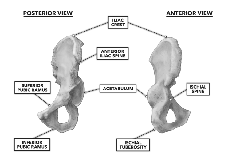 Anterior and Posterior