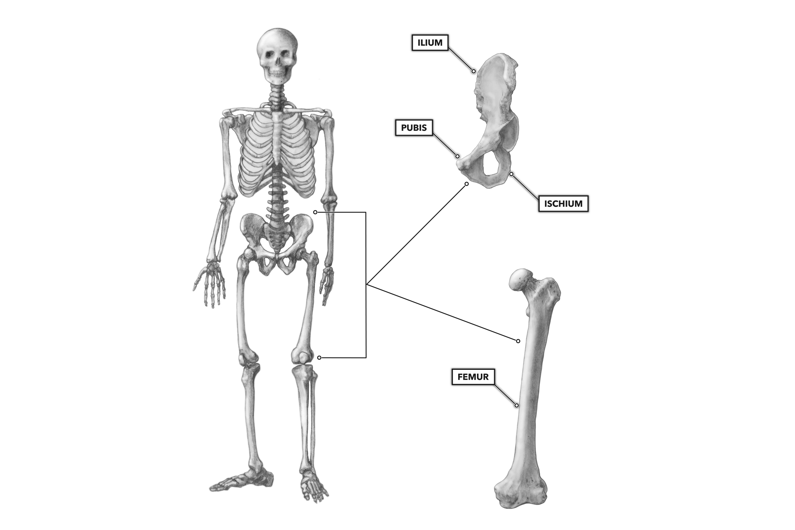 Hip Bone Chart