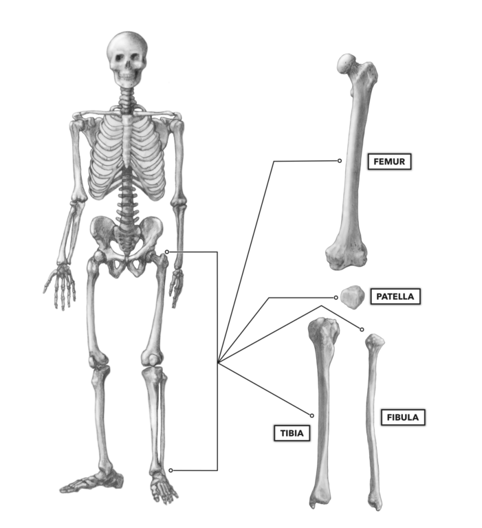 Crossfit Bones Of The Knee