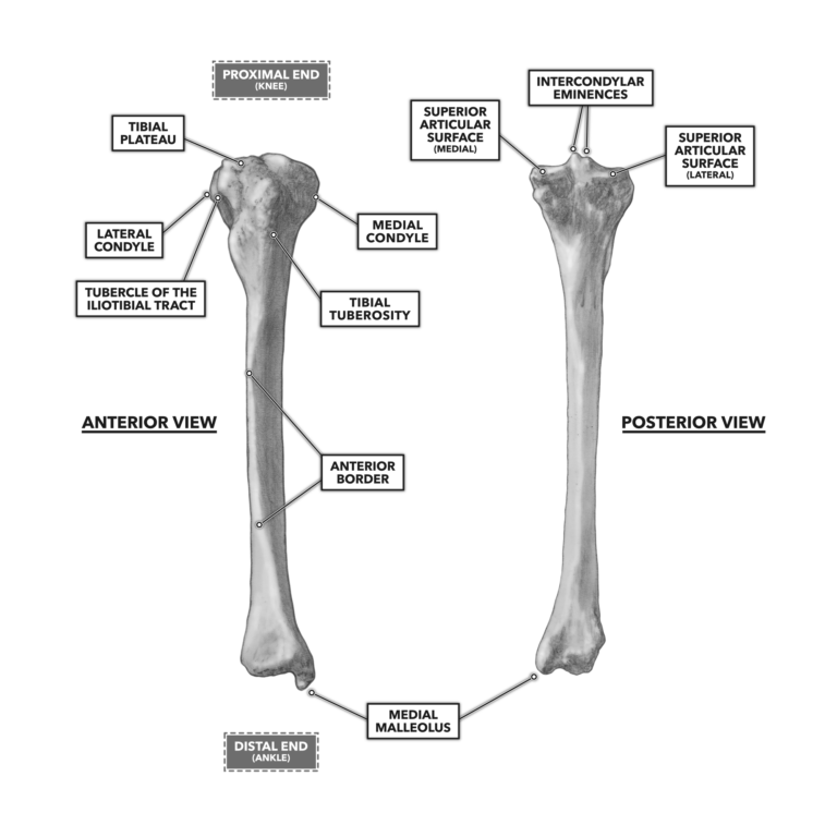 Crossfit Bones Of The Knee