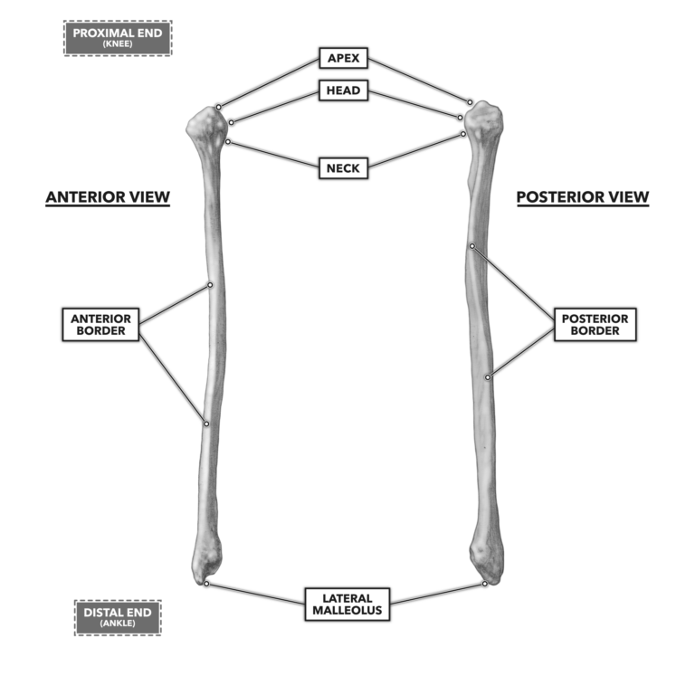 posterior vs anterior