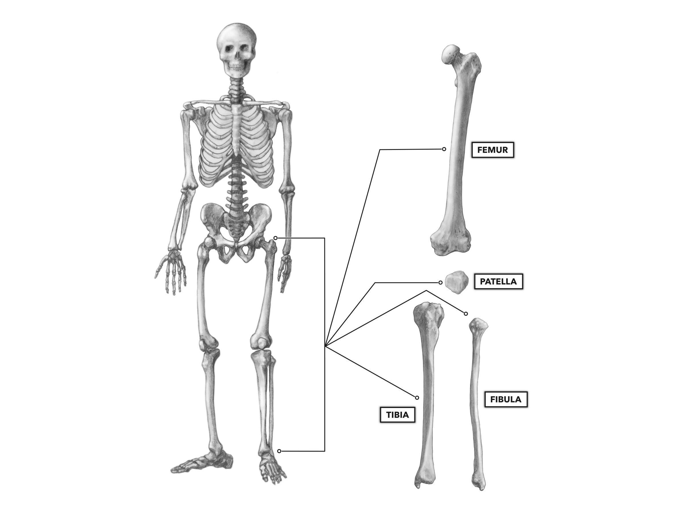 Crossfit Bones Of The Knee