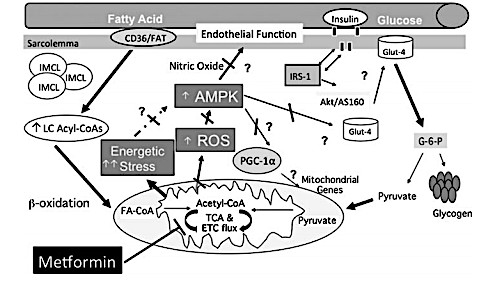 Metformin and exercise