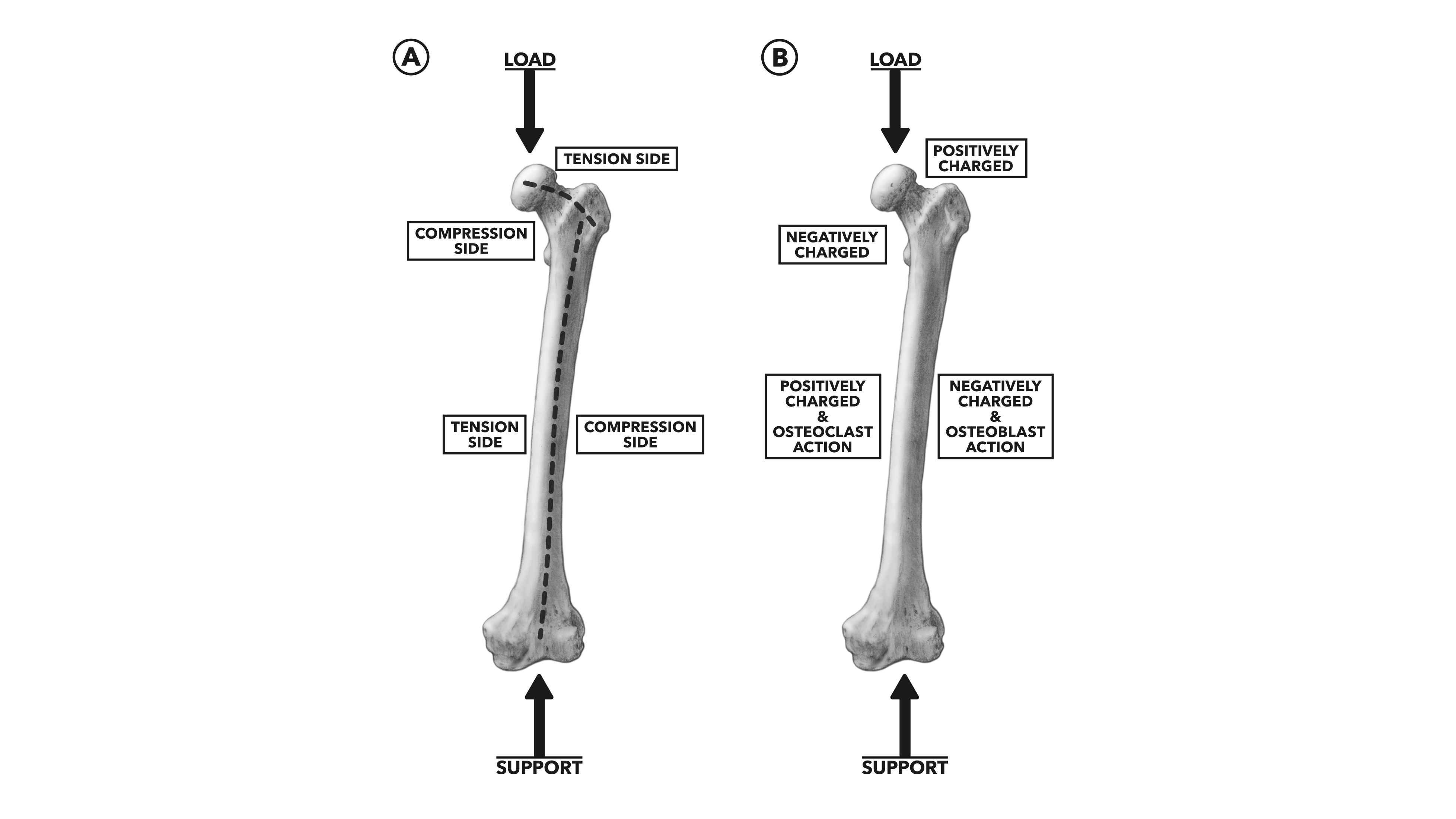 how does weight bearing influence bone repair