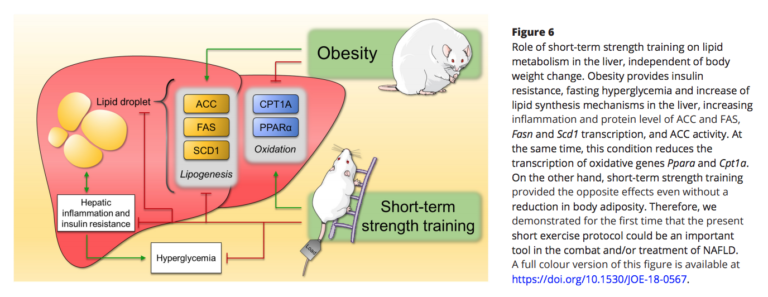 obese mice