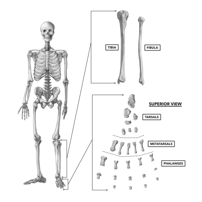 CrossFit  Bones of the Foot and Ankle