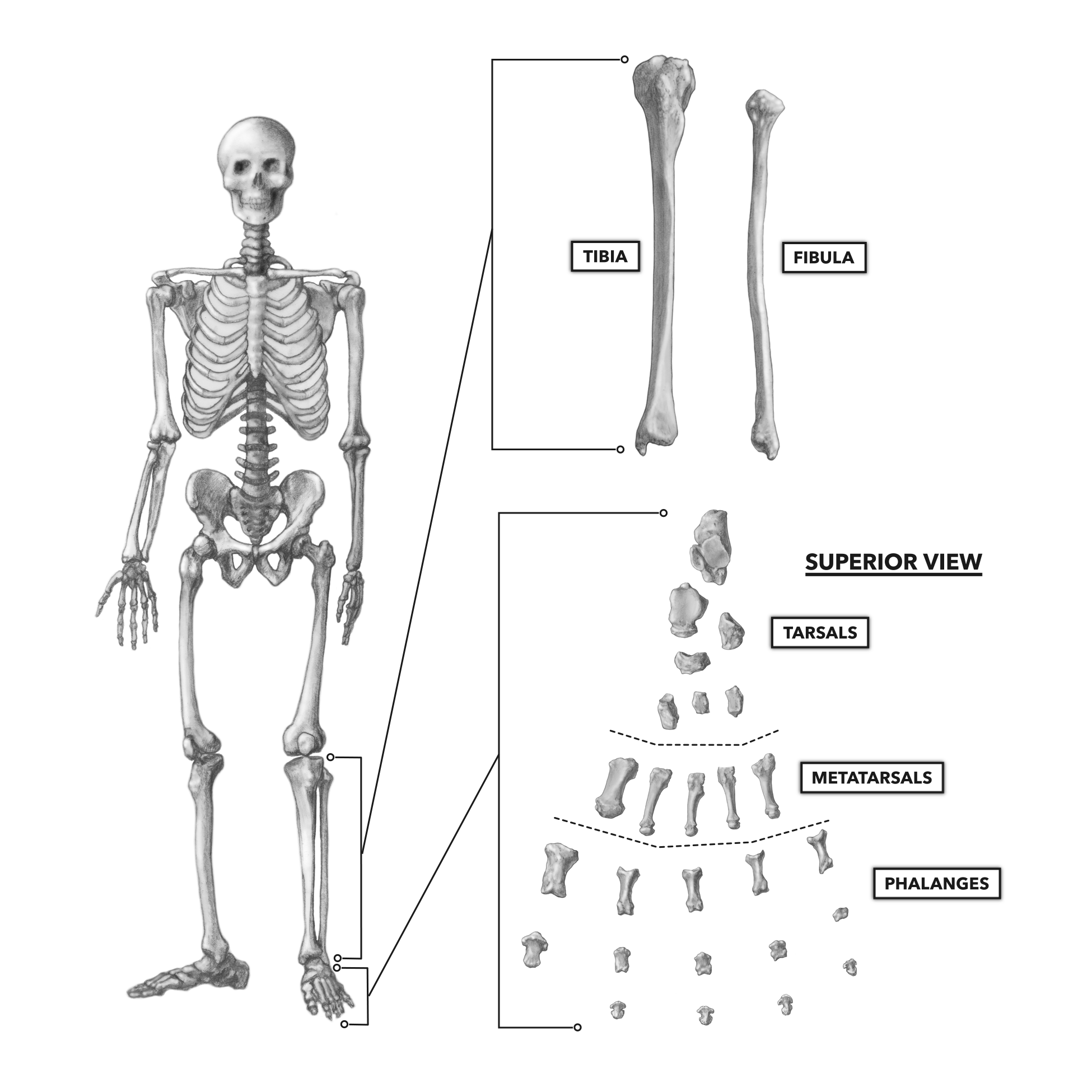 CrossFit Bones of the Foot and Ankle
