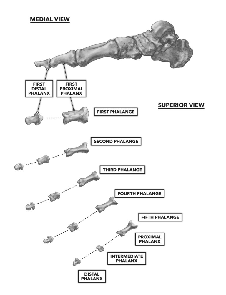 Falanger CrossFit / ben i fot och fotled | Image & Innovation