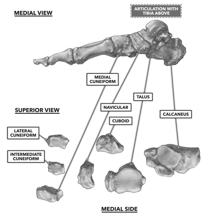 Tarsals