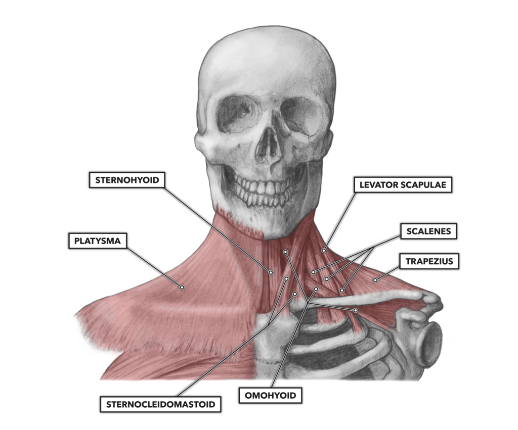 CrossFit | Cervical Muscles, Part 1