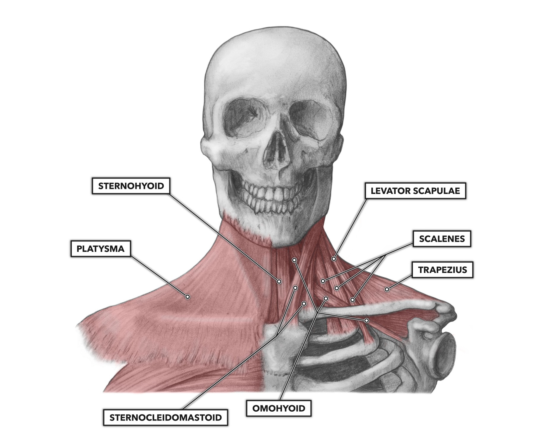Anterior Neck Anatomy