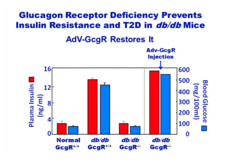 Glucagon Receptors