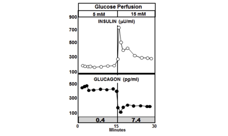 Paracrine Response