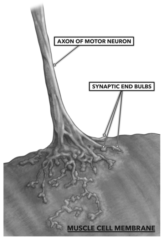 Motor Neuron