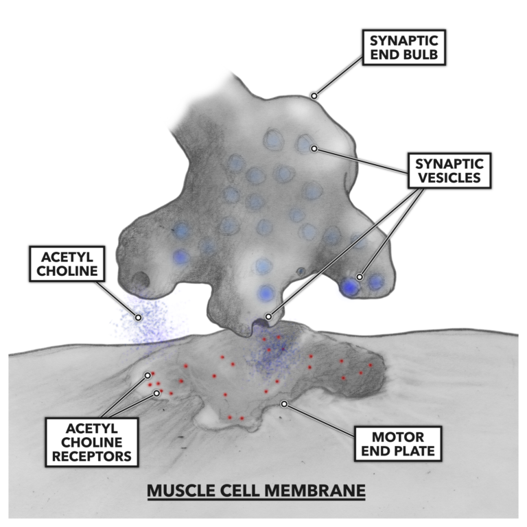 Acetyl Choline