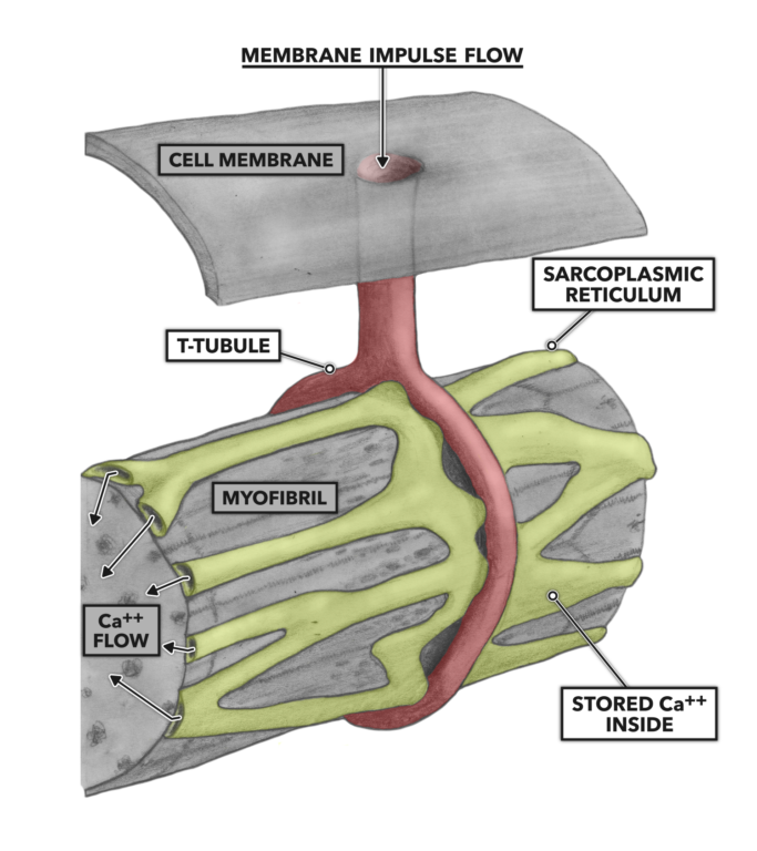 T-Tubules