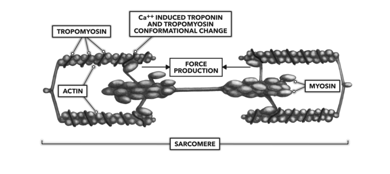 Protein Complex