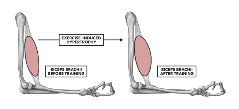 How To Measure Muscle Hypertrophy
