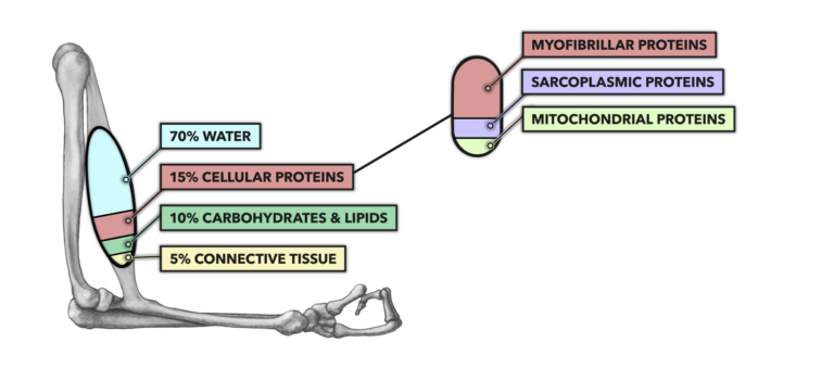 Muscle components