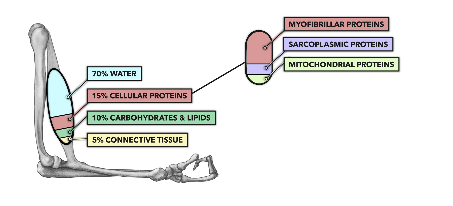 Muscle Mass Components CrossFit | Muscle Basics, Part 3: Hypertrophy