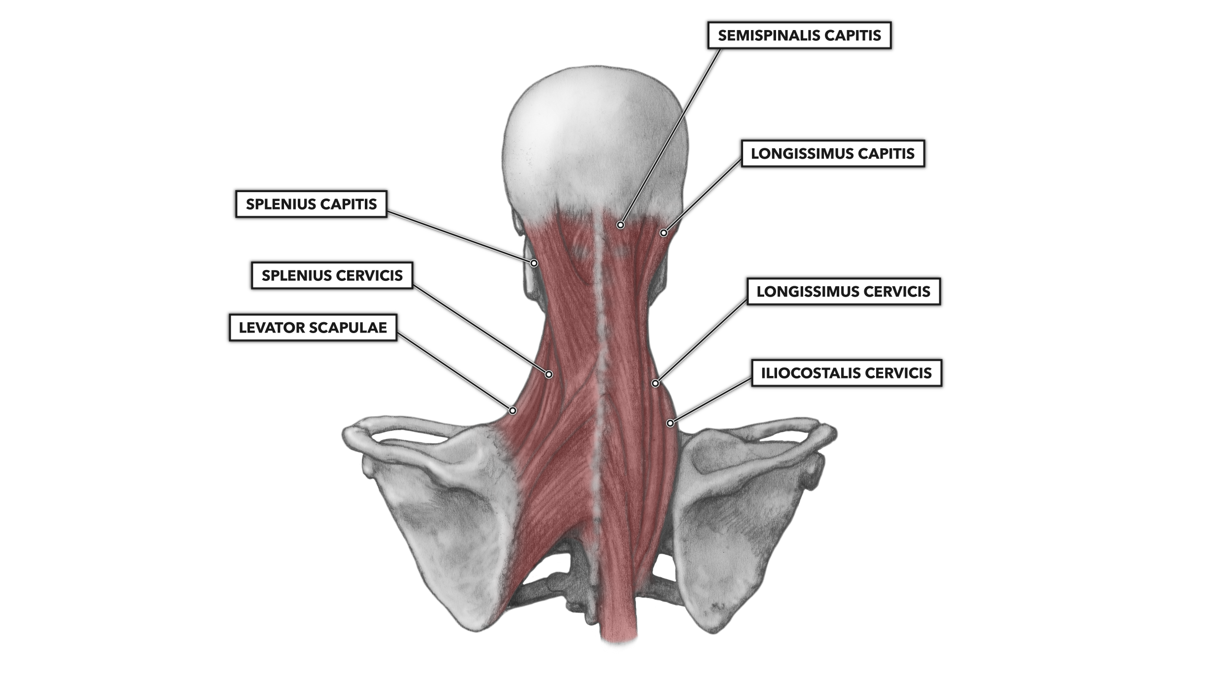 CrossFit | Cervical Muscles, Part 2