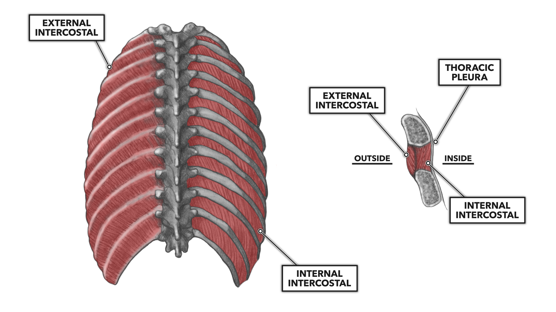 intercoastal muscles