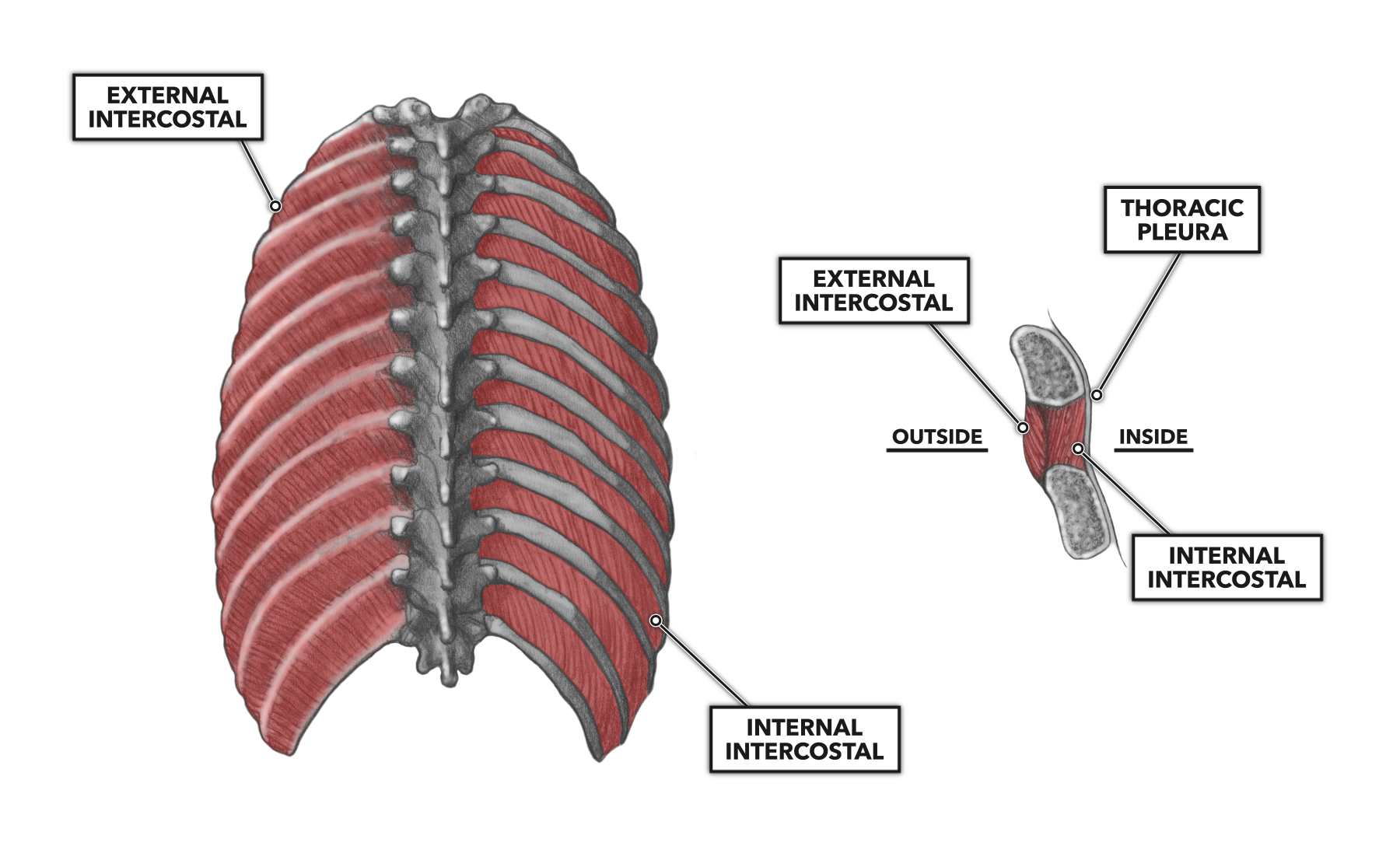 Crossfit Thoracic Muscles Part 1