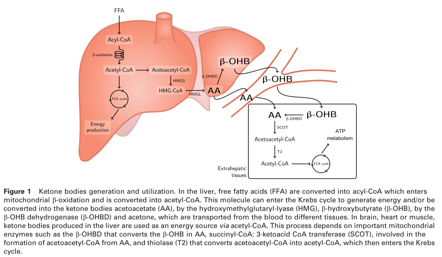 crossfit-ketogenic-diets-from-cancer-to-mitochondrial-diseases-and-beyond