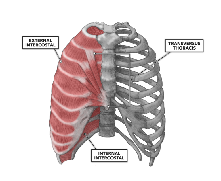 Anatomy Of Rib Muscles - Anatomy Drawing Diagram