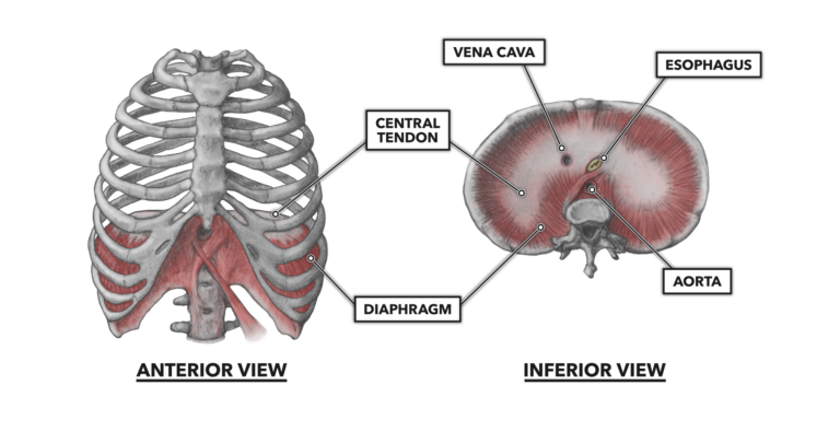 diaphragm