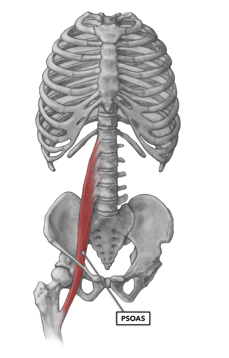 CrossFit | Lumbar Muscles, Part 1