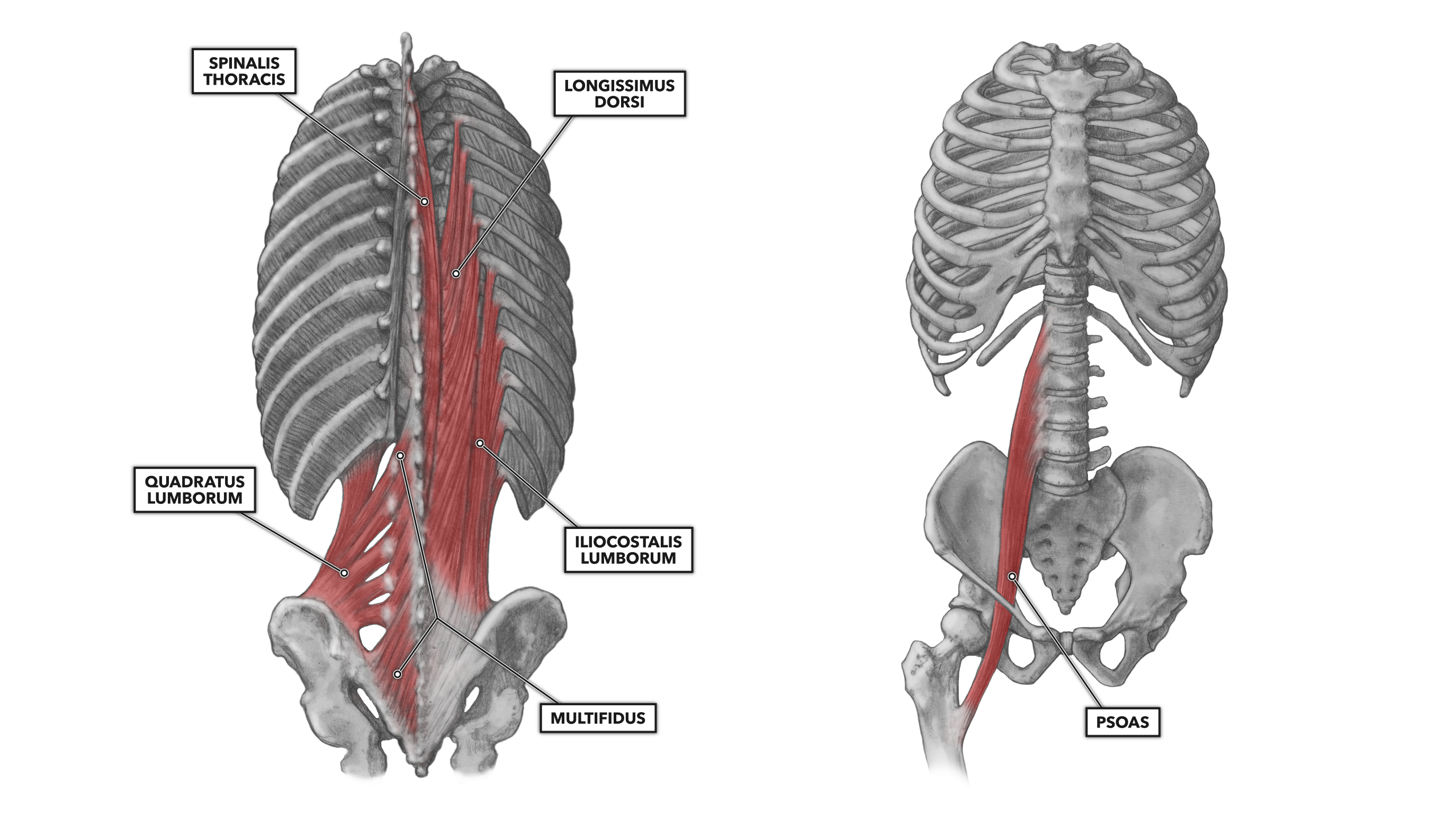 CrossFit | Lumbar Muscles, Part 1