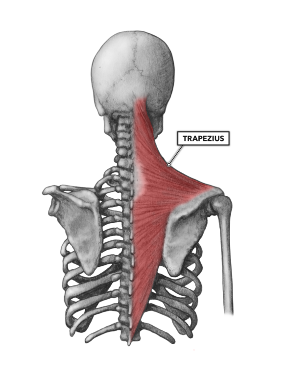 Trapezius