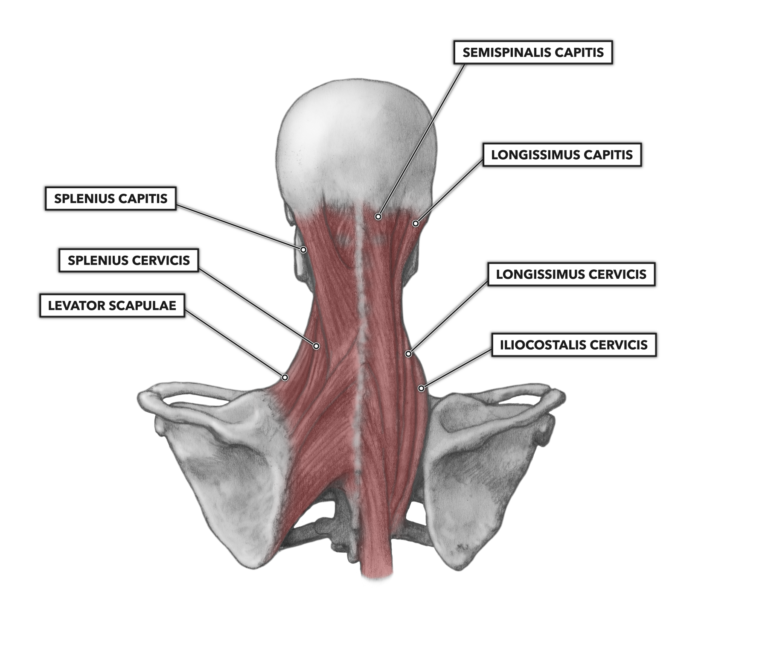 Deeper cervical