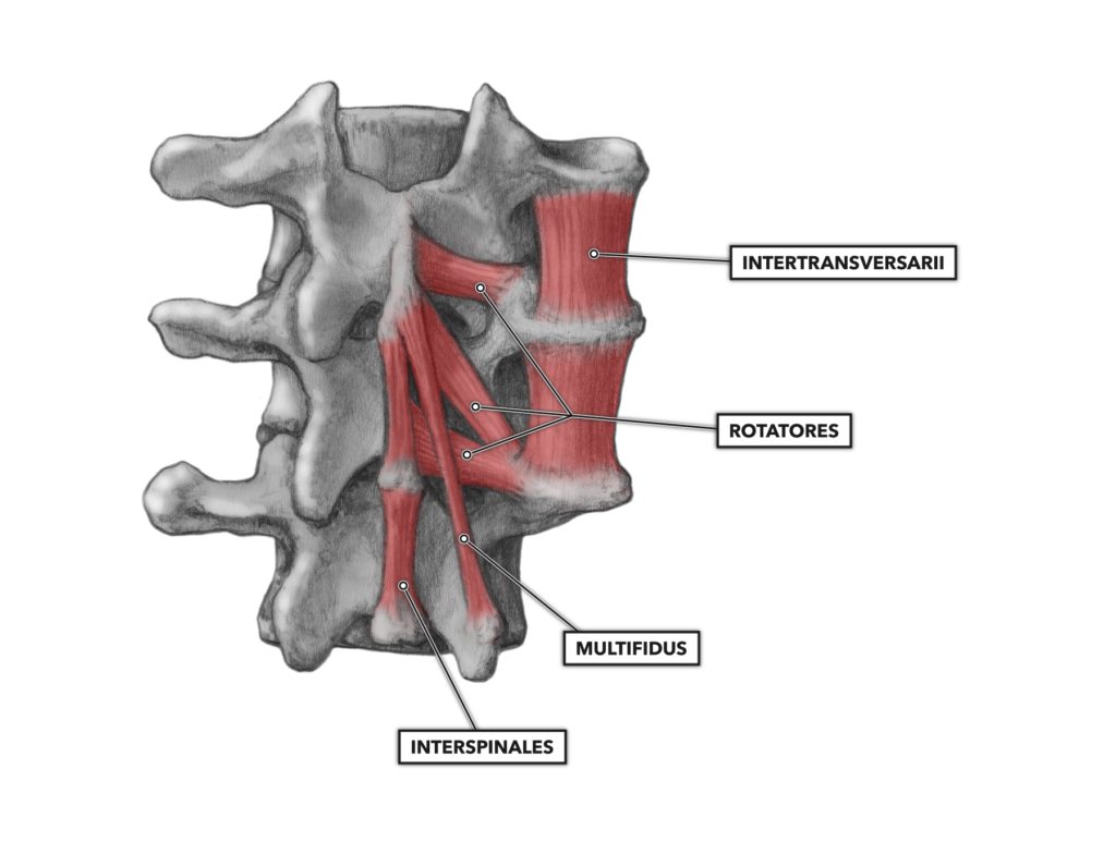 multifidus anatomy
