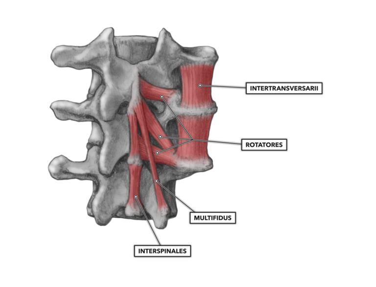 Deep cervical