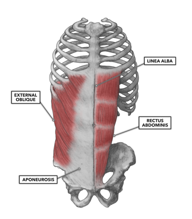 external and internal obliques