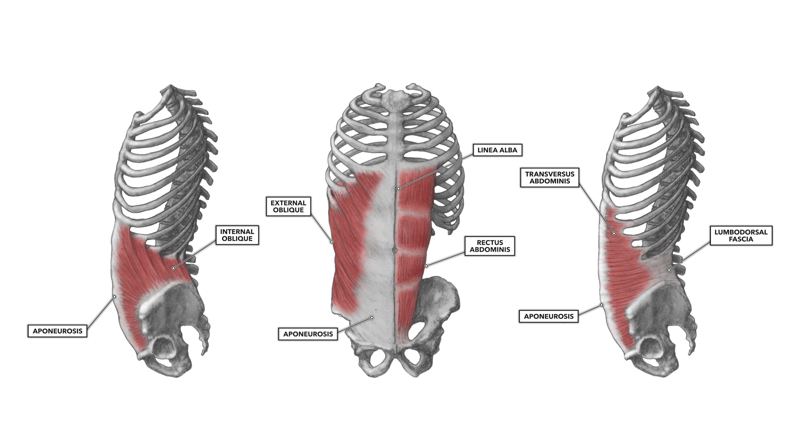 external and internal obliques