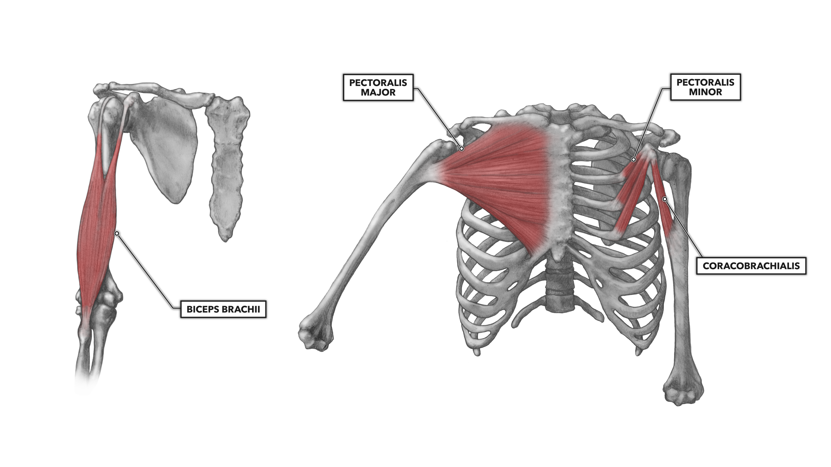 CrossFit | Shoulder Muscles, Part 1: Anterior Musculature