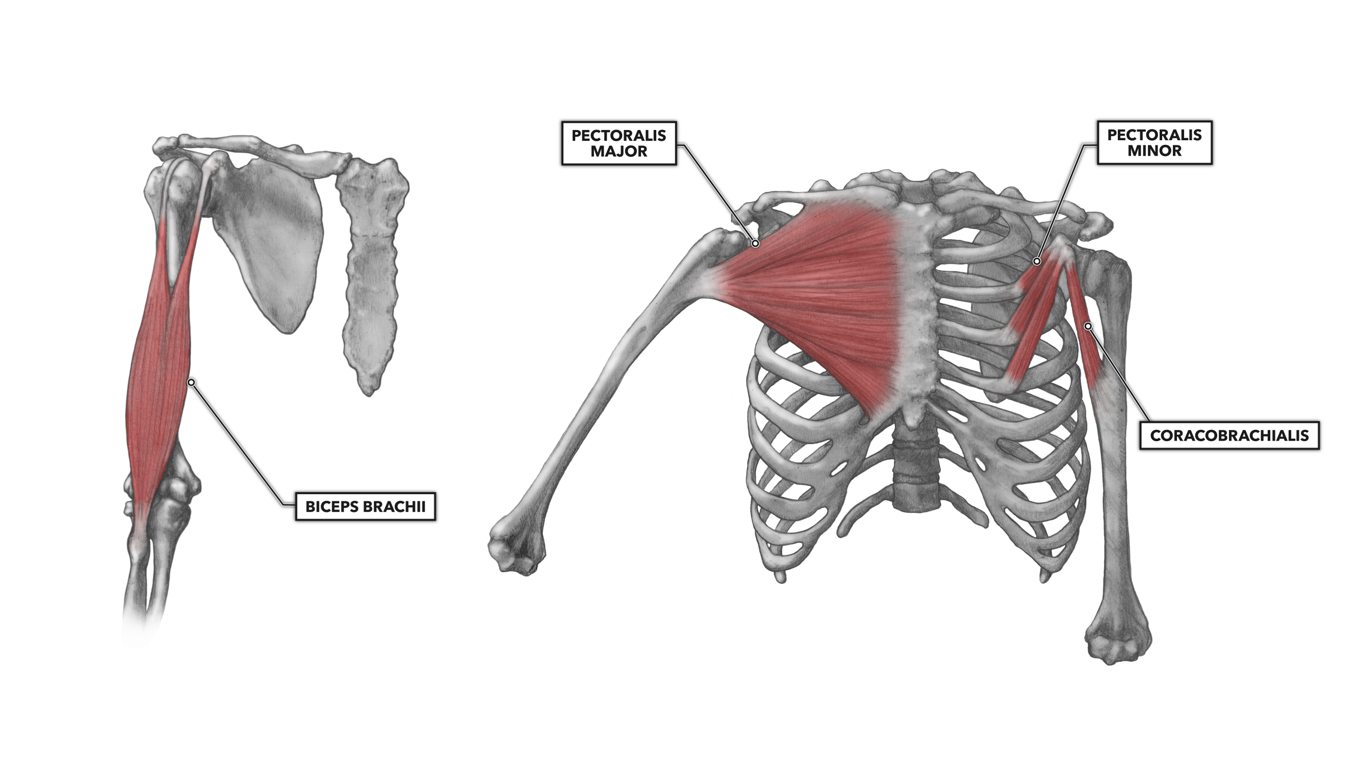 shoulder muscles anatomy