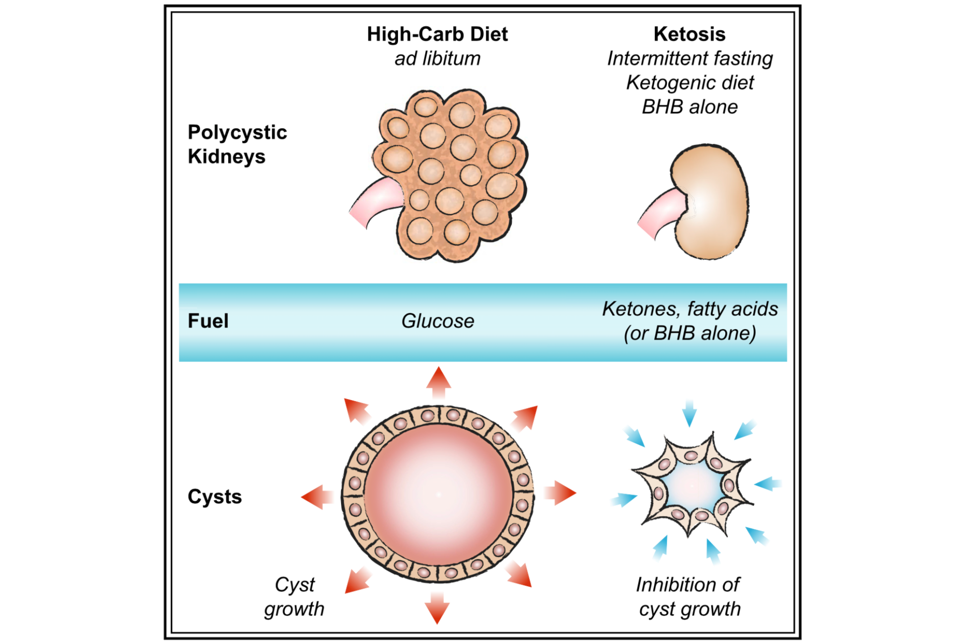 Cuanta proteina en cetosis