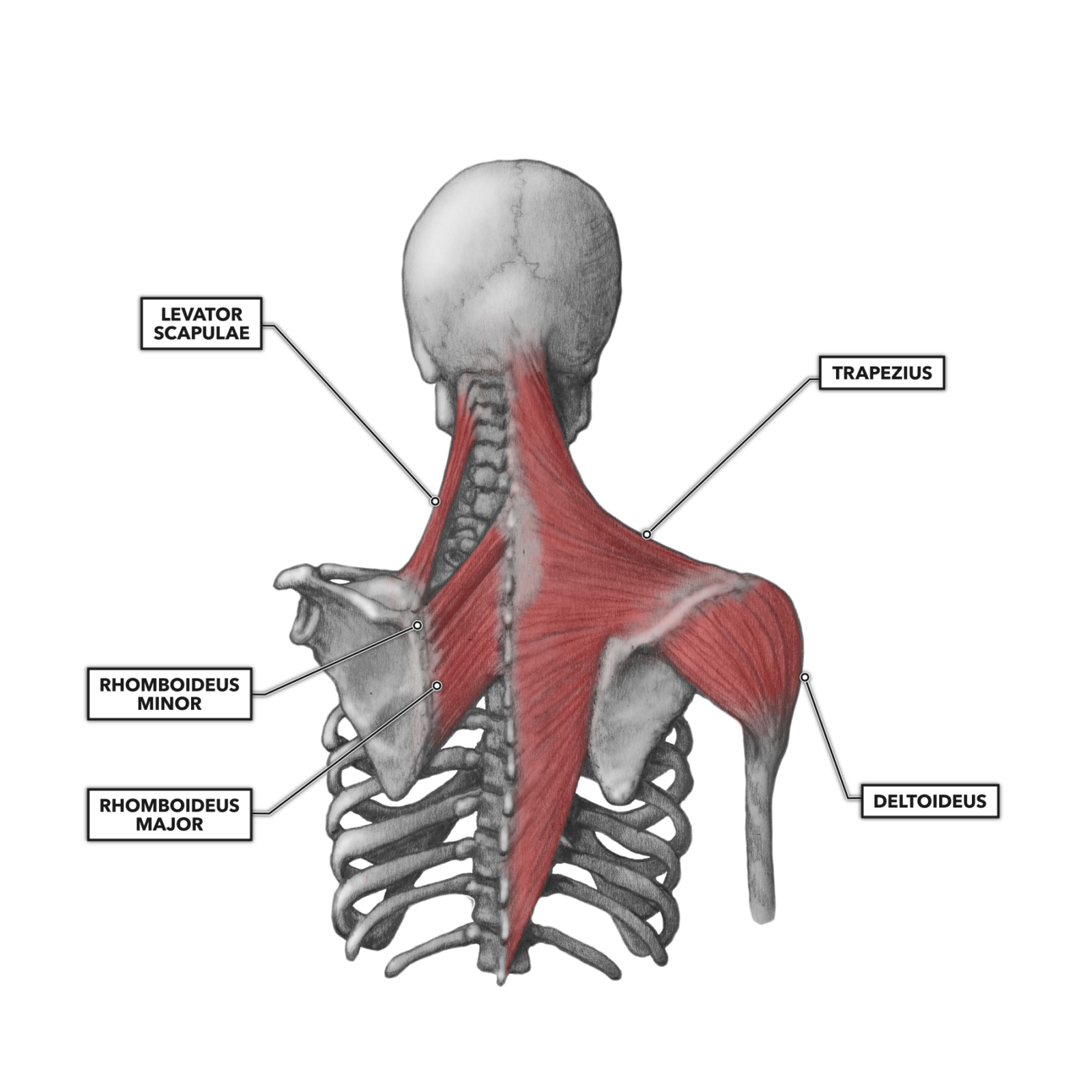 Shoulder Anatomy Posterior View