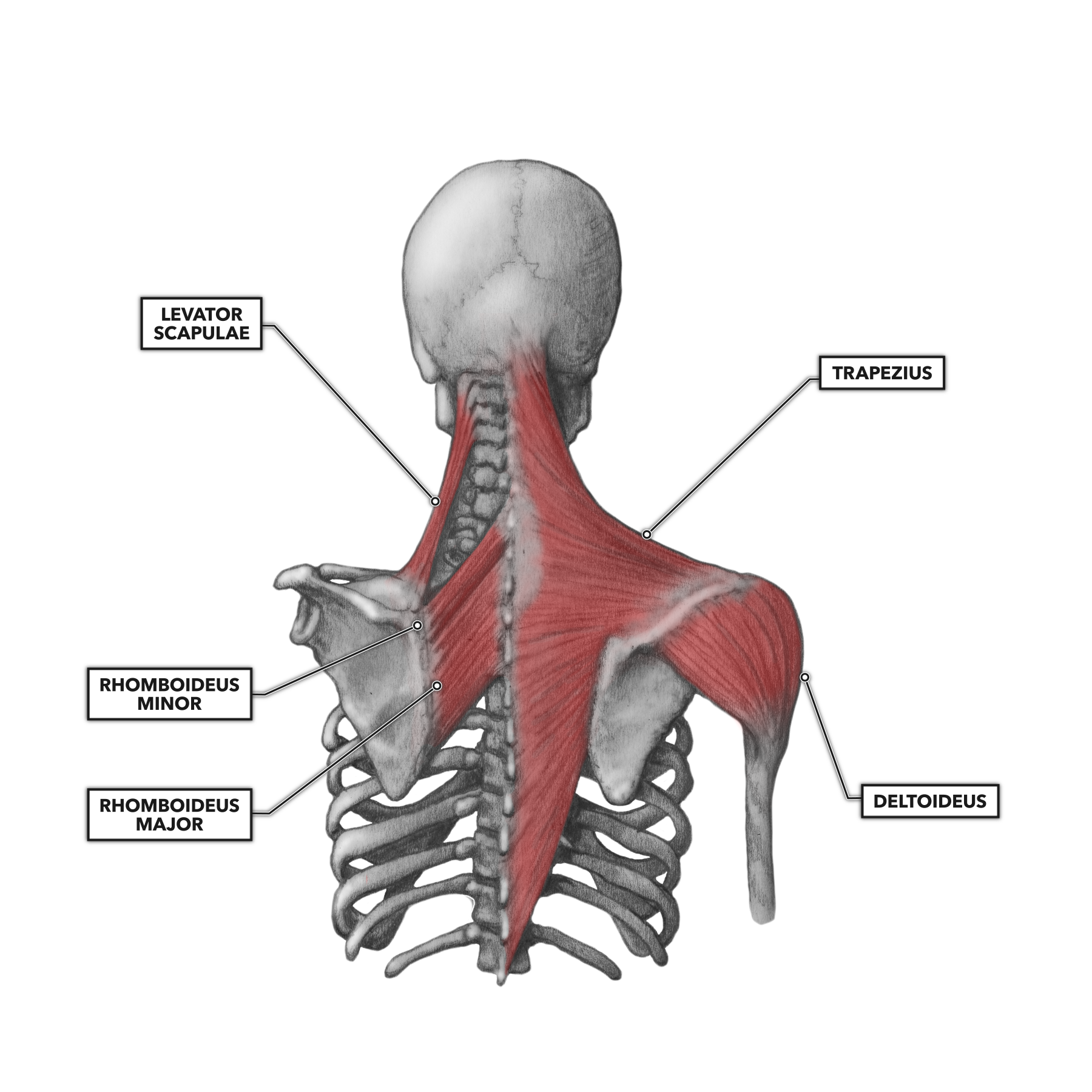 Crossfit Shoulder Muscles Part 2 Posterior Musculature