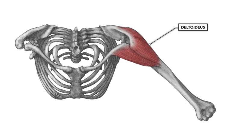 Crossfit Shoulder Muscles Part 2 Posterior Musculature