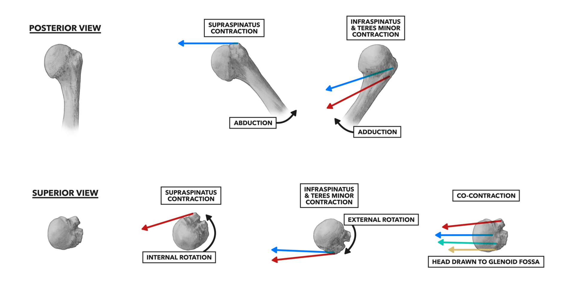 CrossFit Shoulder Muscles, Part 3 The Rotator Cuff
