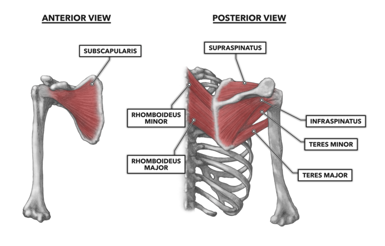 Anterior muscles of the shoulder girdle and arm