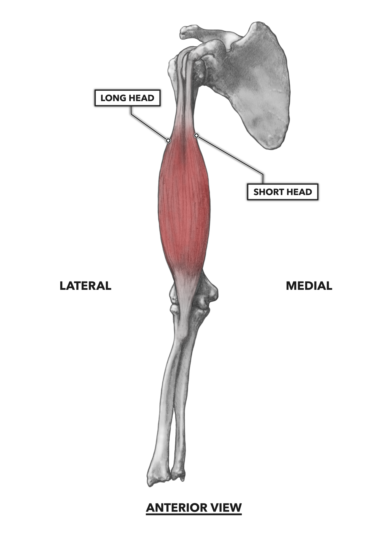 CrossFit | Elbow Musculature, Part 1: Anterior Flexors
