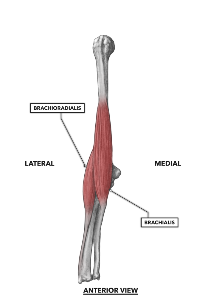 CrossFit | Elbow Musculature, Part 1: Anterior Flexors