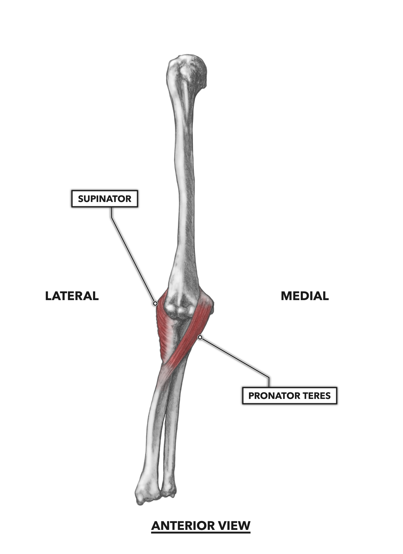 CrossFit | Elbow Musculature, Part 1: Anterior Flexors